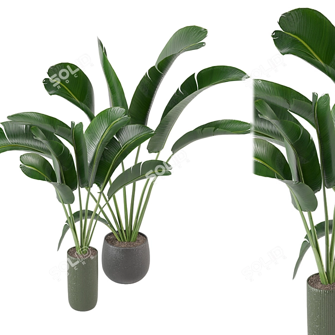 Green Fingers: Indoor Plants Set 3D model image 6