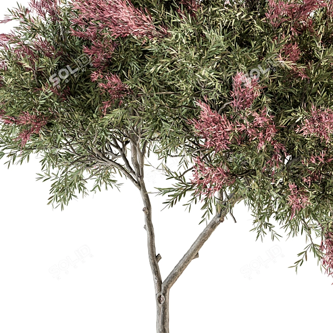 Crape Myrtle Tree Set: 50 Blooming Beauties! 3D model image 3