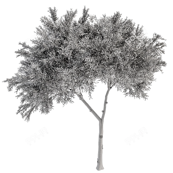 Crape Myrtle Tree Set: 50 Blooming Beauties! 3D model image 4