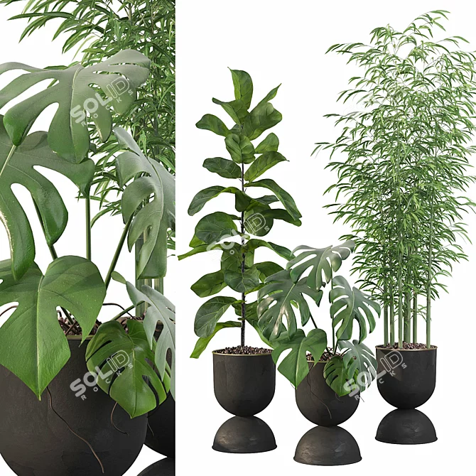 Green Oasis: Monstera, Ficus Lyrata, Bamboo 3D model image 1
