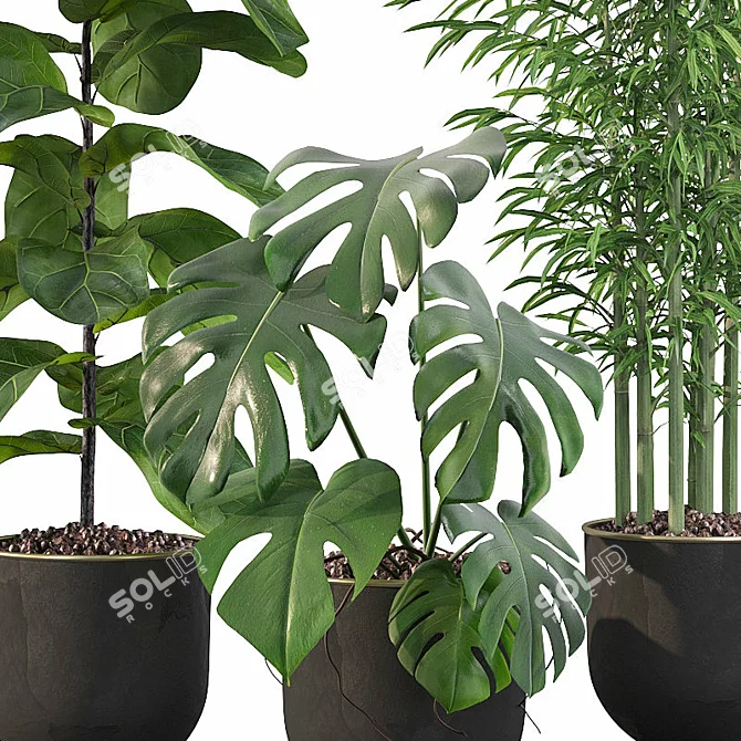 Green Oasis: Monstera, Ficus Lyrata, Bamboo 3D model image 2