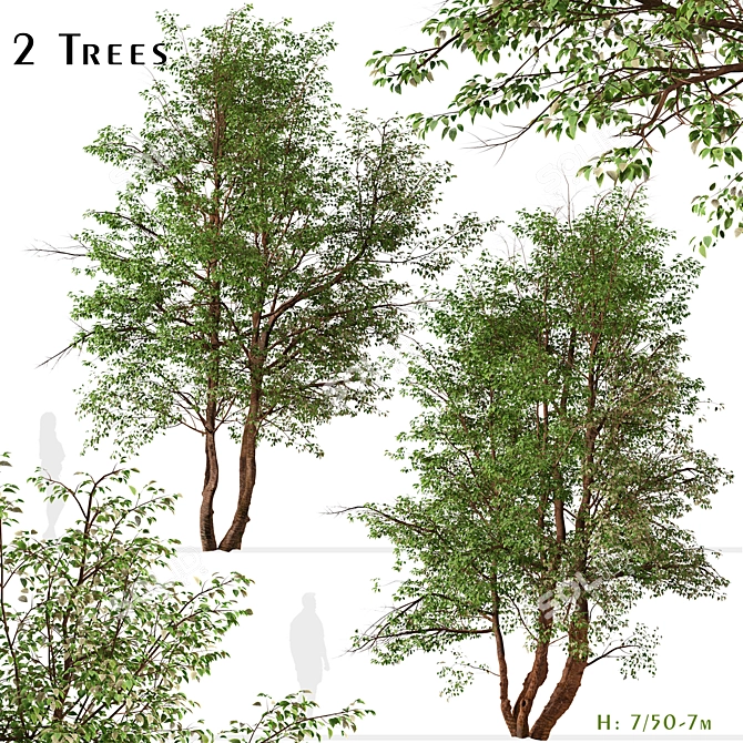 Water Birch Trees - Set of 2 3D model image 1