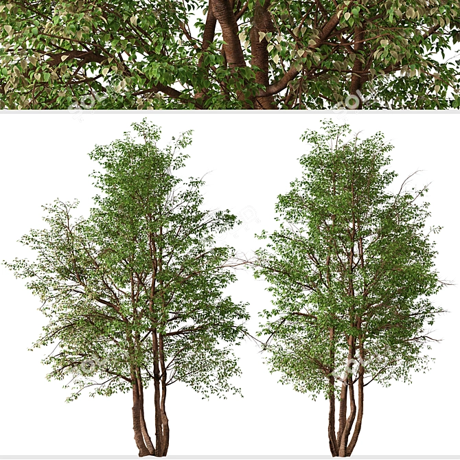 Water Birch Trees - Set of 2 3D model image 3