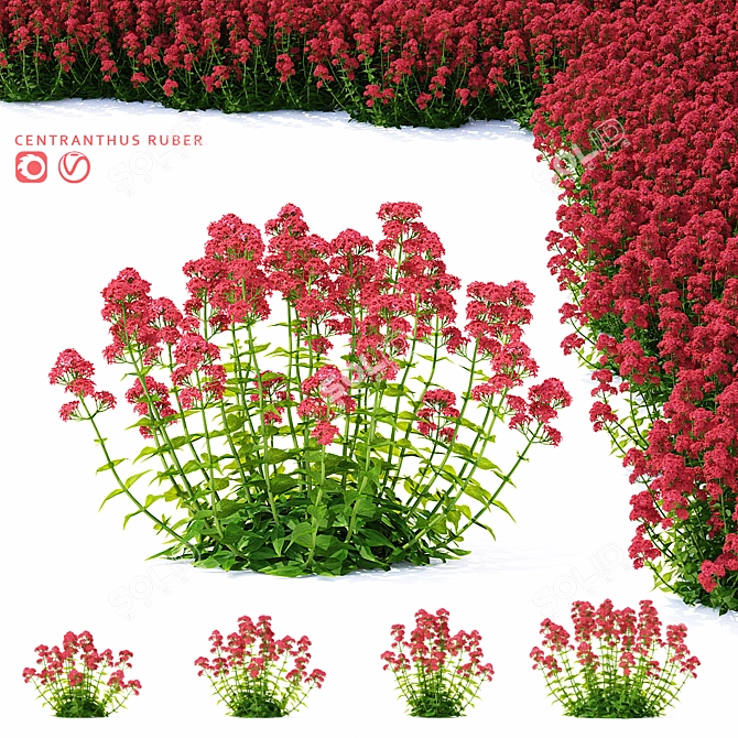 Valerian Red Flowers | Centranthus Ruber - Stunning Ornamental Plants 3D model image 1