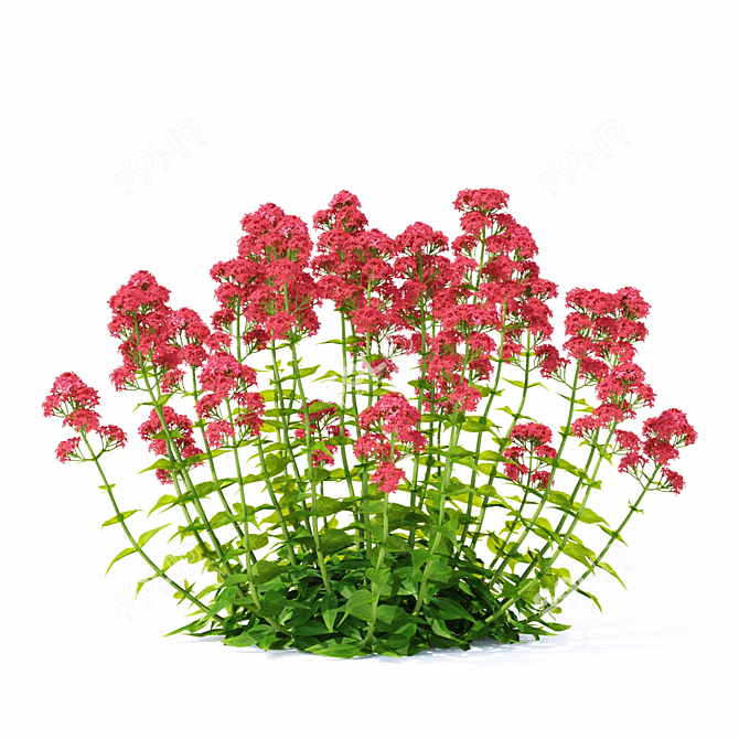 Valerian Red Flowers | Centranthus Ruber - Stunning Ornamental Plants 3D model image 3