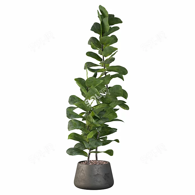 Ficus Lyrata: Modern Plant Collection 3D model image 3