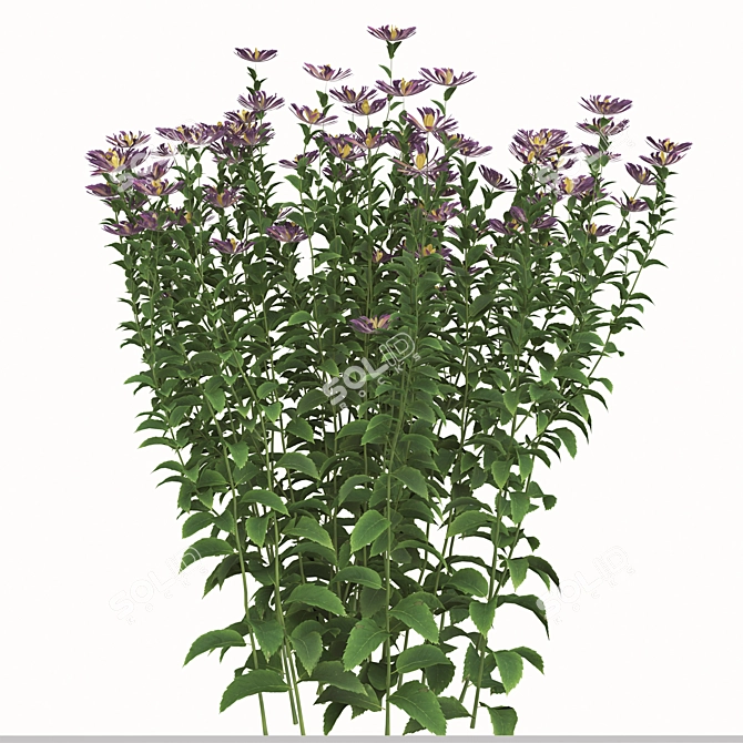 Lush Tatarian Aster Quartet: 4 Vibrant Flowering Plants 3D model image 2