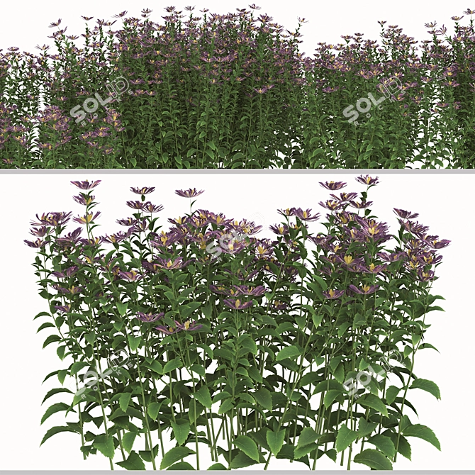Lush Tatarian Aster Quartet: 4 Vibrant Flowering Plants 3D model image 3