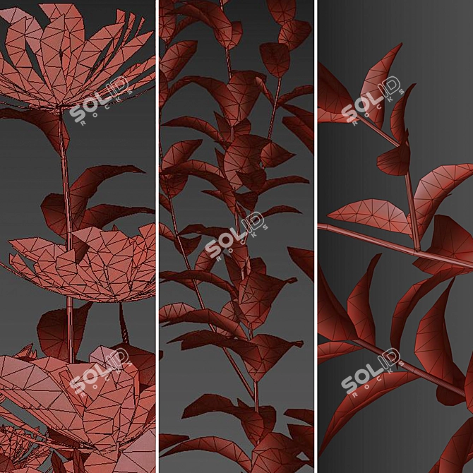 Lush Tatarian Aster Quartet: 4 Vibrant Flowering Plants 3D model image 5