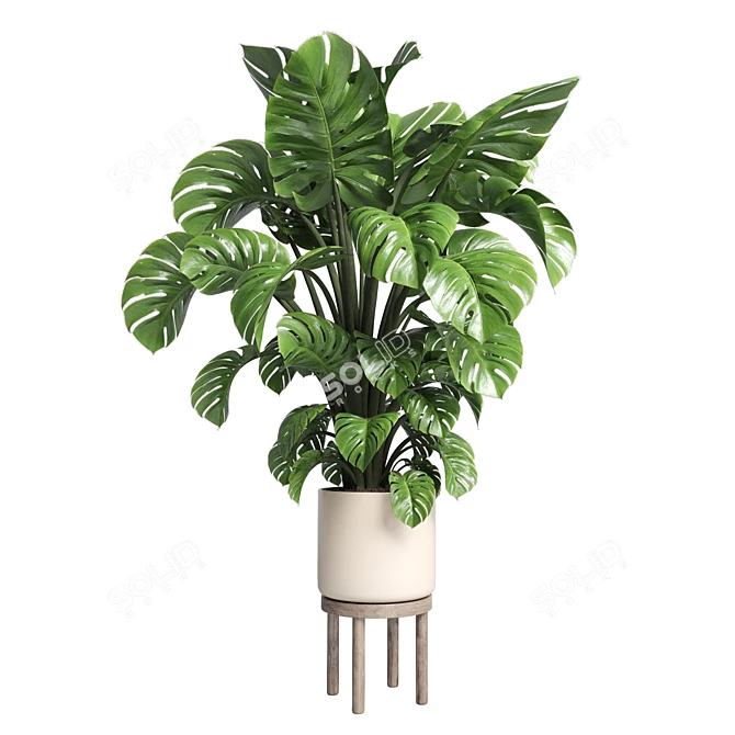 Wood Vase Indoor Plant Monstera 3D model image 1