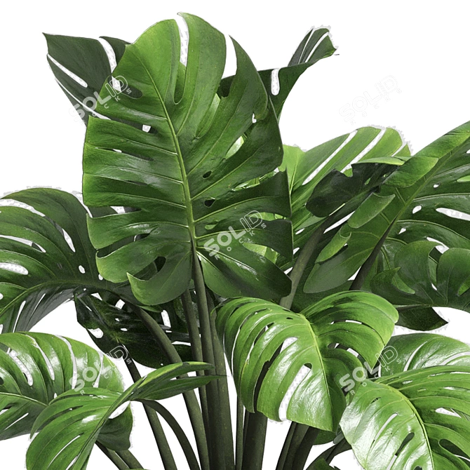 Wood Vase Indoor Plant Monstera 3D model image 4