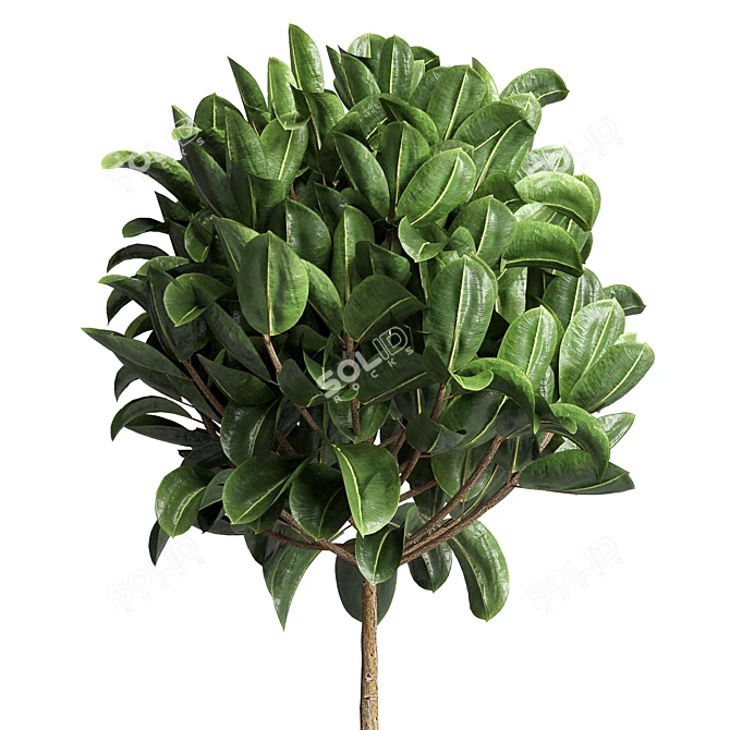 90 Indoor Plant Marble Vase - Ficus Rubbery 3D model image 2