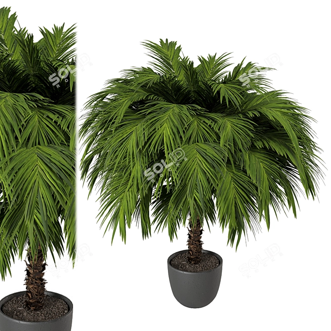 Lush Outdoor Plant Collection 3D model image 5