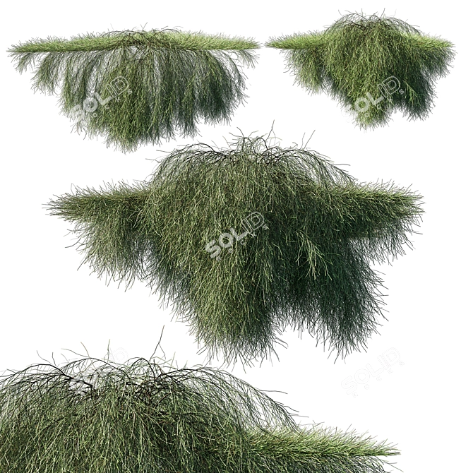 Elegant Casuarina Glauca Tree 3D model image 1