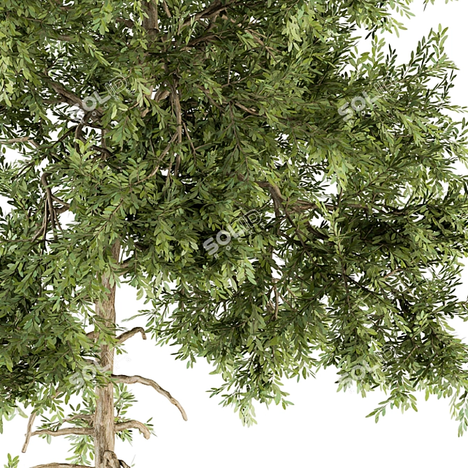 Siberian Sunrise Red Pine Tree 3D model image 4