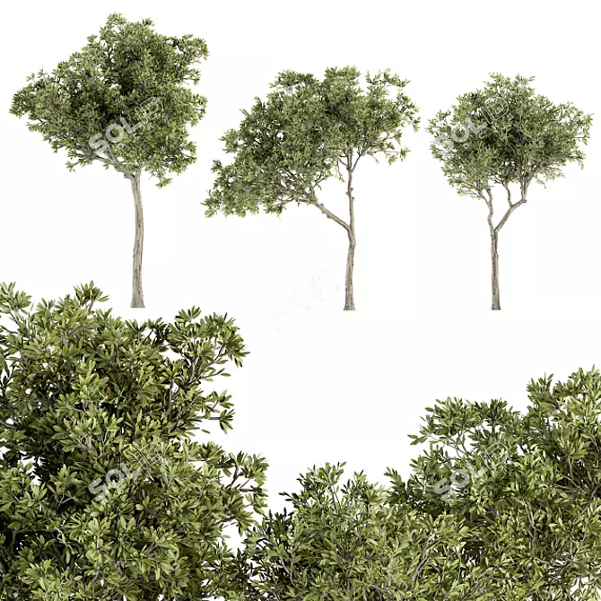 Petite Fringe Tree Set 49 3D model image 1