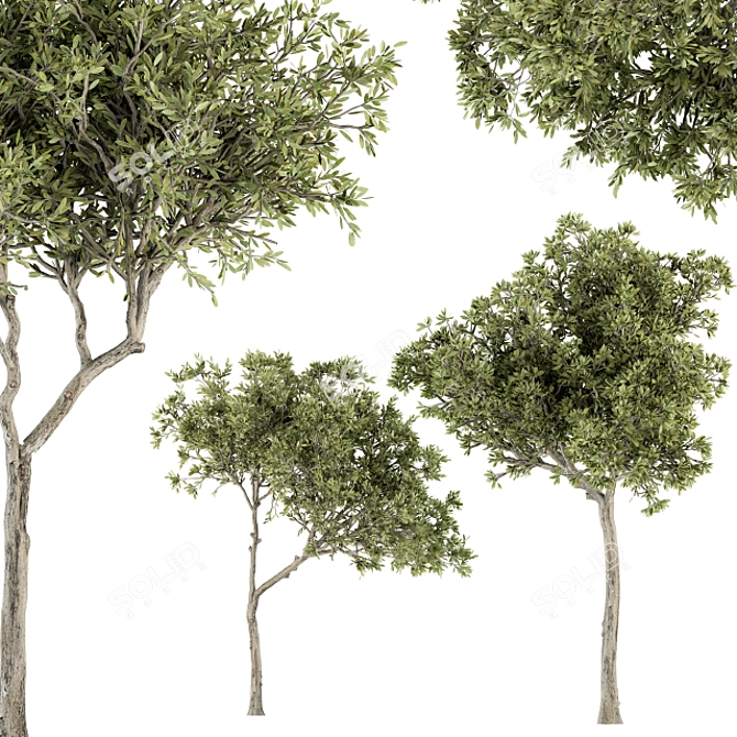 Petite Fringe Tree Set 49 3D model image 2