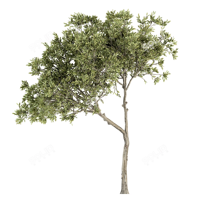 Petite Fringe Tree Set 49 3D model image 5