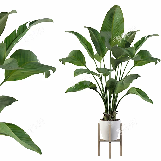 Exotic Strelitzia: Plants Collection 111 3D model image 1