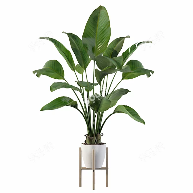 Exotic Strelitzia: Plants Collection 111 3D model image 5