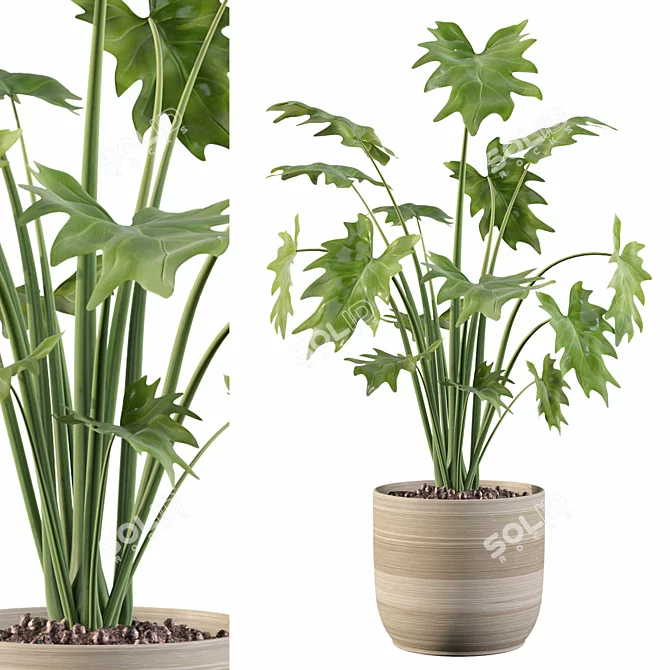 Tropical Beauty: Philodendron Xanadu 3D model image 4