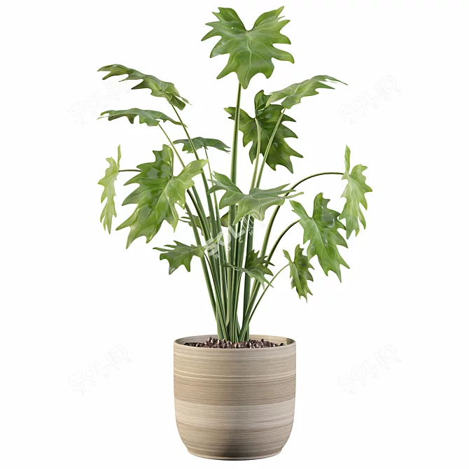 Tropical Beauty: Philodendron Xanadu 3D model image 5