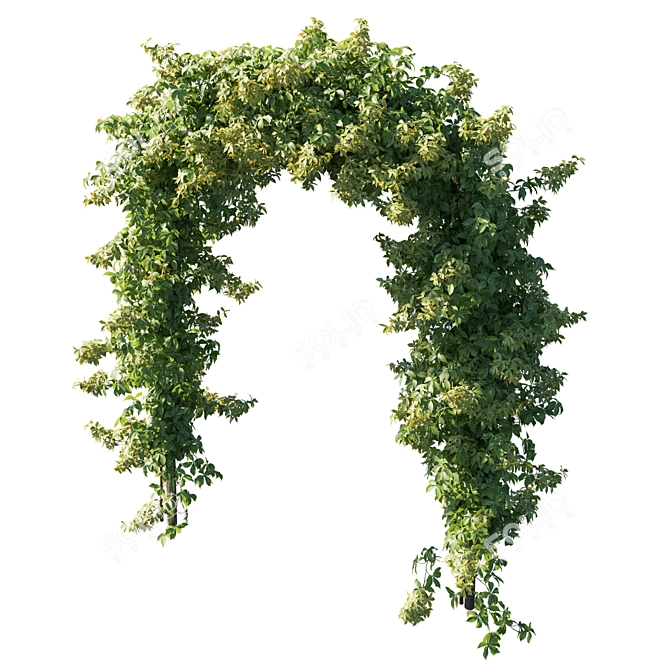 Virginia_Creeper_05: Detailed 3D Plant Model 3D model image 2