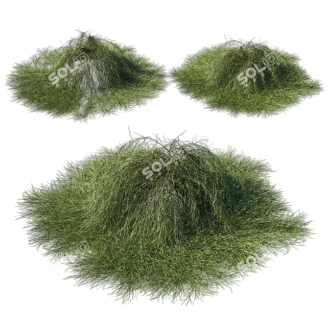 Casuarina Glauca 02: Versatile 3D Model 3D model image 2