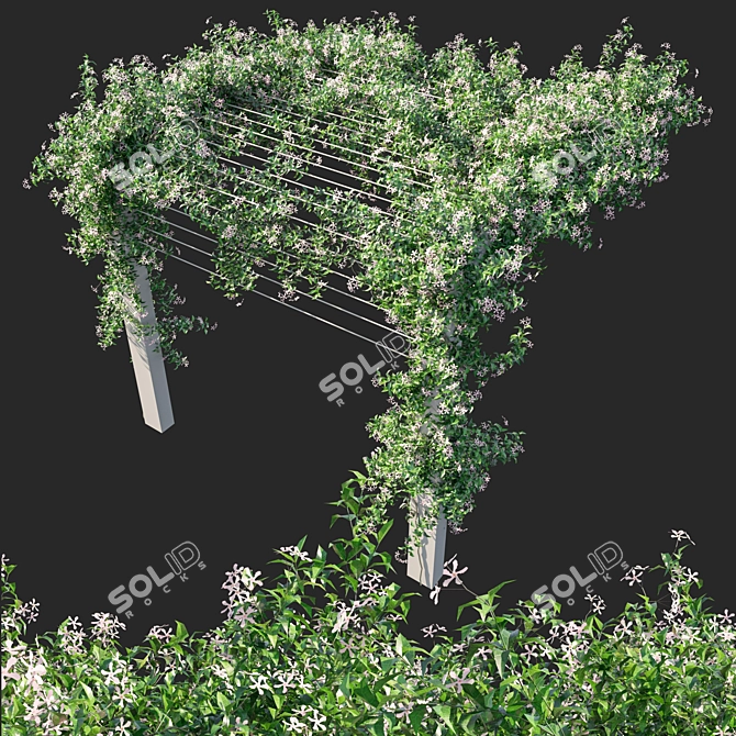 Pink Trachelospermum Jasminoides: Stunning Floral Beauty 3D model image 2