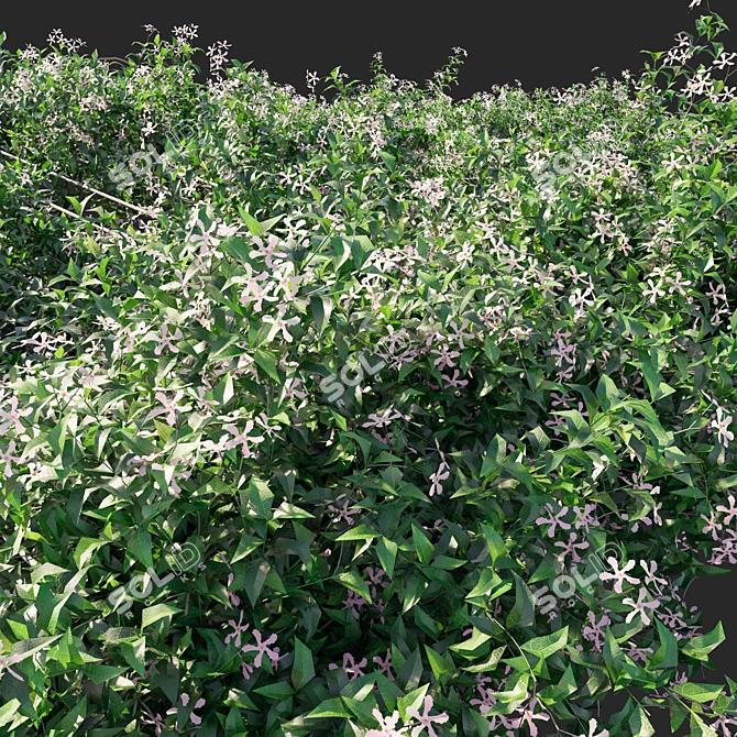Pink Trachelospermum Jasminoides: Stunning Floral Beauty 3D model image 3
