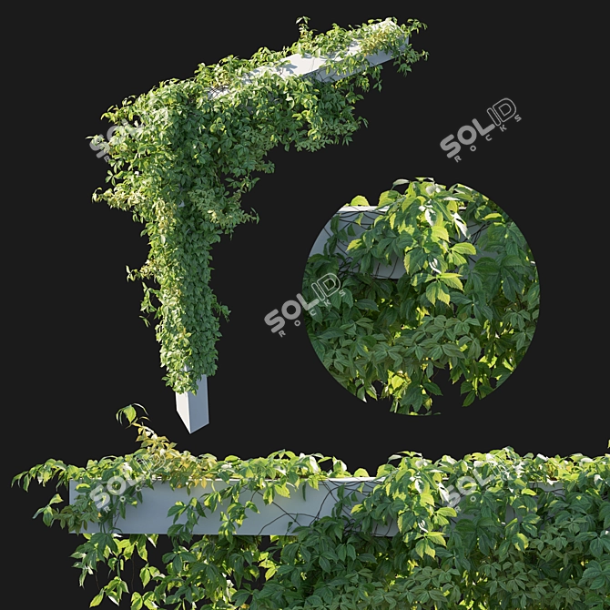 Virginia Creeper 03 - 2013 Millimeter Dimensions 3D model image 1