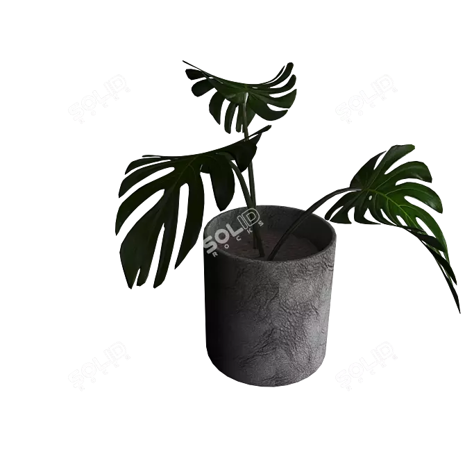 Monstera 3D Models | High Quality & Versatile 3D model image 1