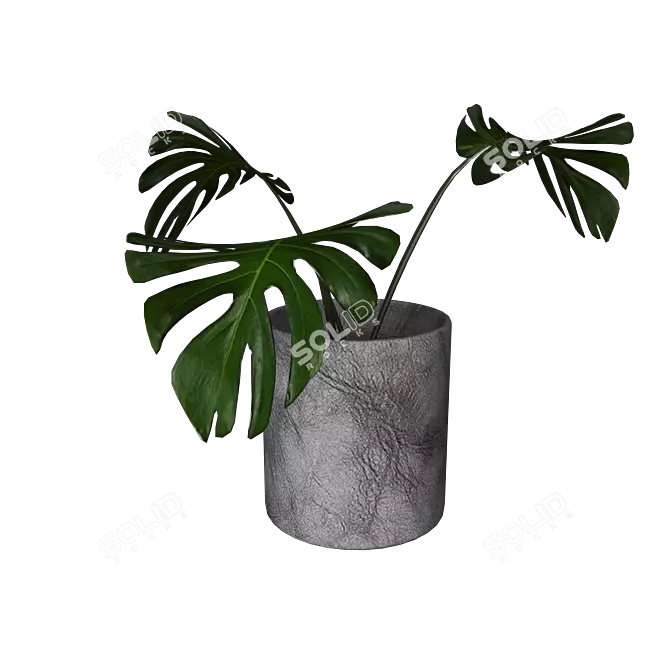 Monstera 3D Models | High Quality & Versatile 3D model image 2