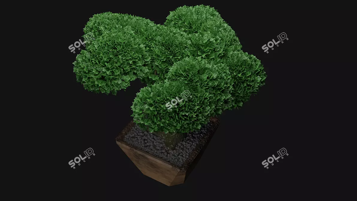 Miniature Bonsai Tree in Pot 3D model image 2