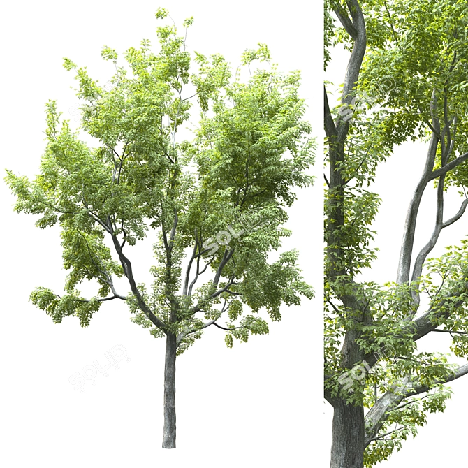 20' Landscape Tree: High Quality Poly & Verts, Corona Render 3D model image 1