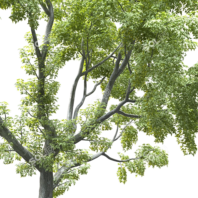 20' Landscape Tree: High Quality Poly & Verts, Corona Render 3D model image 2