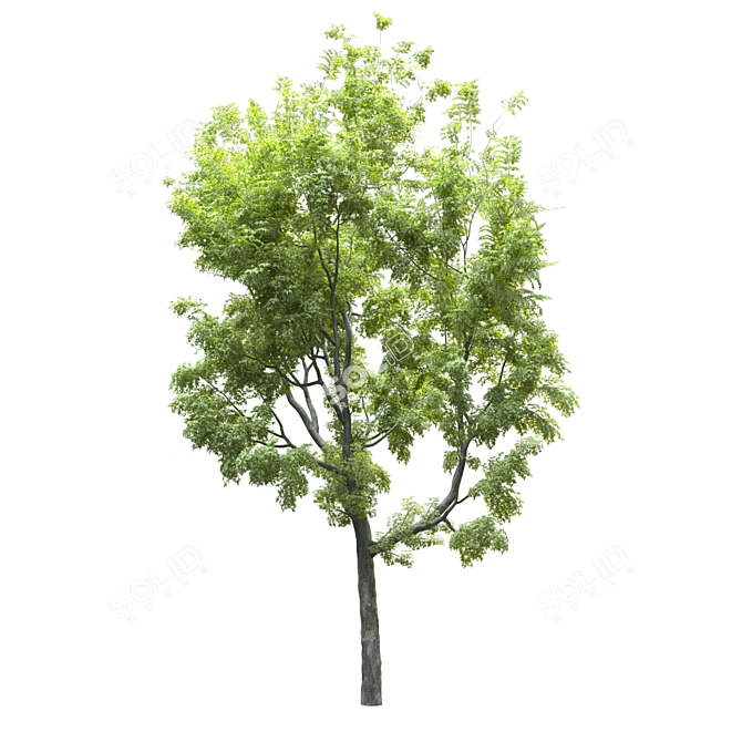 20' Landscape Tree: High Quality Poly & Verts, Corona Render 3D model image 3