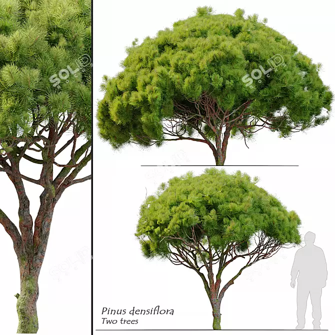 Japanese Red Pine Trees - 3.5m Height 3D model image 1