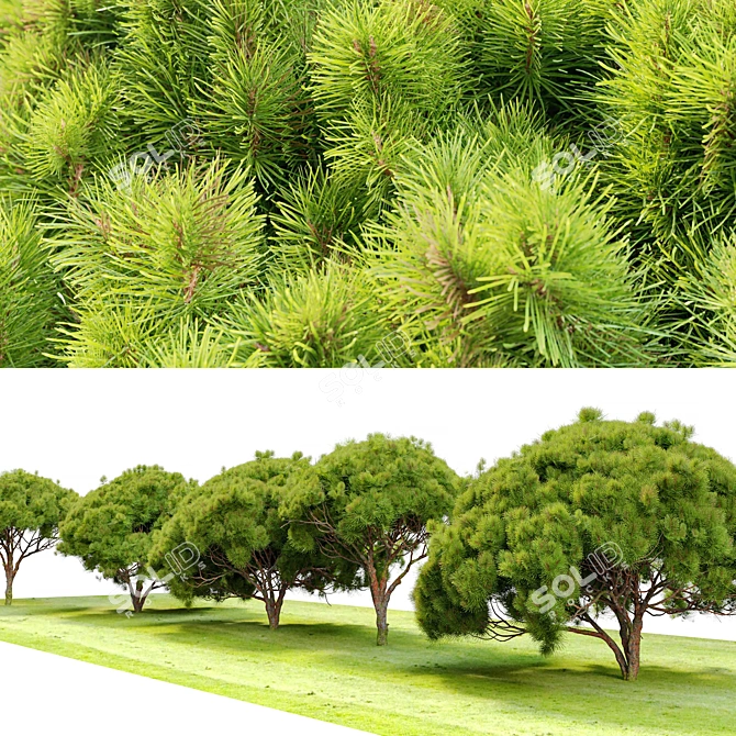 Japanese Red Pine Trees - 3.5m Height 3D model image 2