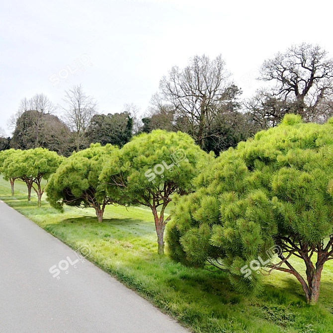 Japanese Red Pine Trees - 3.5m Height 3D model image 3