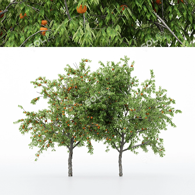 Multi-Peach Tree Collection | 4 Varieties 3D model image 1