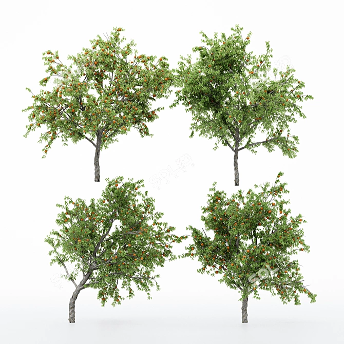 Multi-Peach Tree Collection | 4 Varieties 3D model image 2