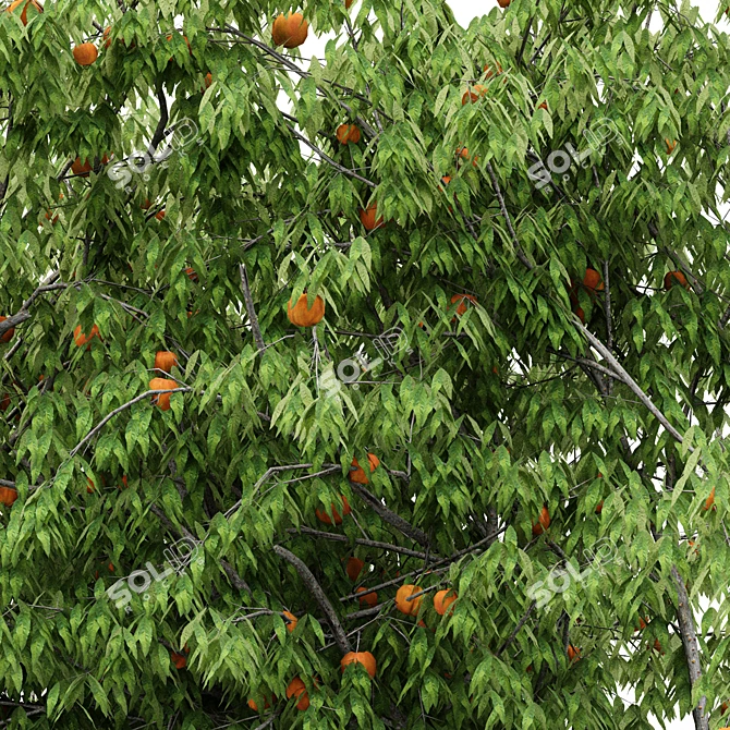 Multi-Peach Tree Collection | 4 Varieties 3D model image 3