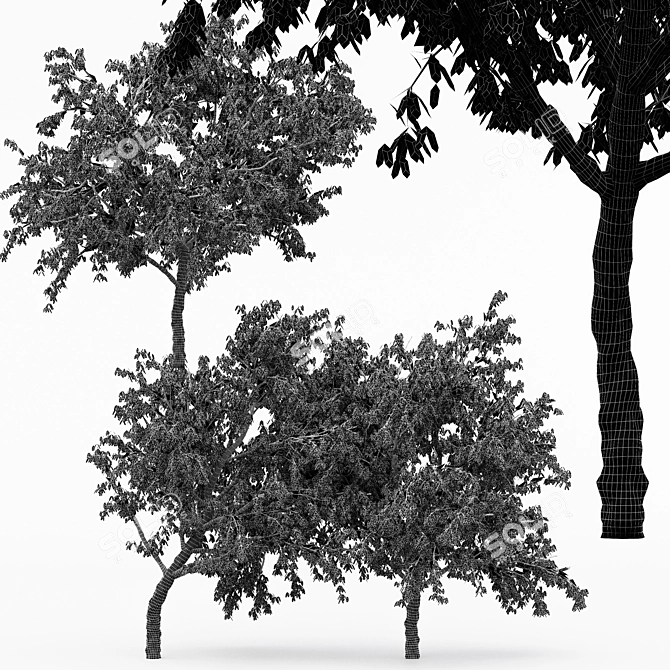 Multi-Peach Tree Collection | 4 Varieties 3D model image 4