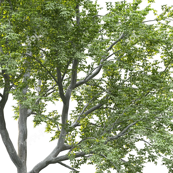 Corona Render: Transform Your Landscape 3D model image 3