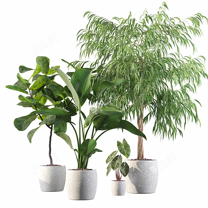 Exotic Indoor Plant Collection 3D model image 1