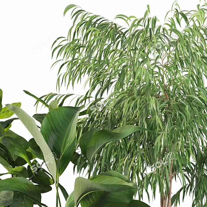 Exotic Indoor Plant Collection 3D model image 4