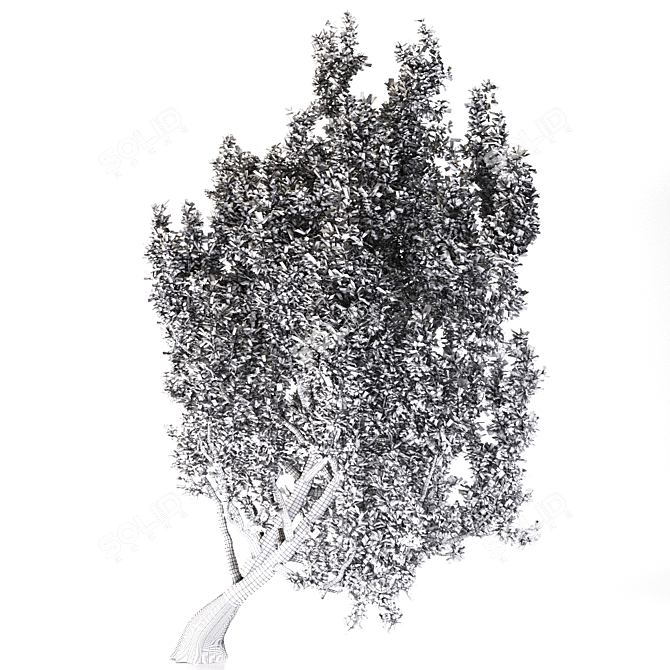 European Black Alder: Native Elegance 3D model image 3