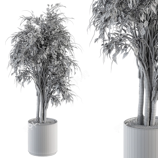 Ficus Benjamin Pot Plant Set 3D model image 5