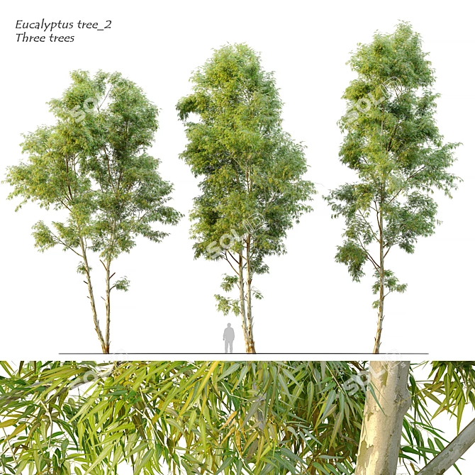 Black Gum Eucalyptus Tree Pack 3D model image 1